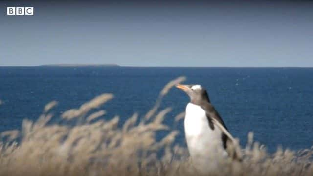 ¼Ƭսʧܷ Falklands War: The Losing Side1080Pȫ1-Ļ/Ļ