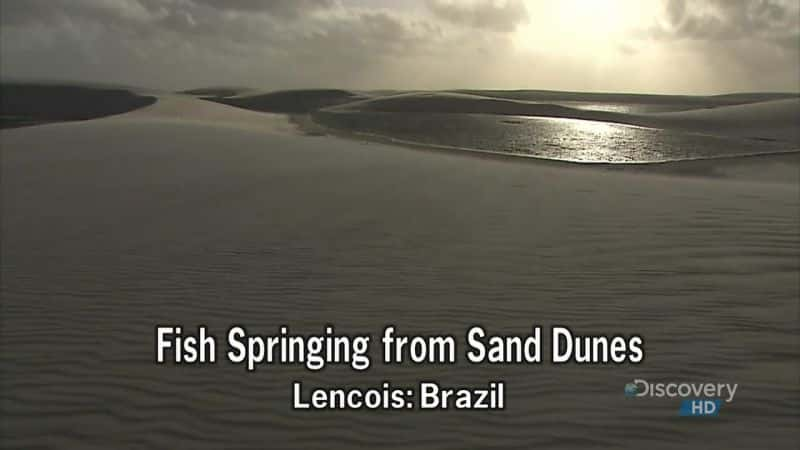 ¼Ƭɳӿ Fish Springing from Sand DunesĻ/Ļ