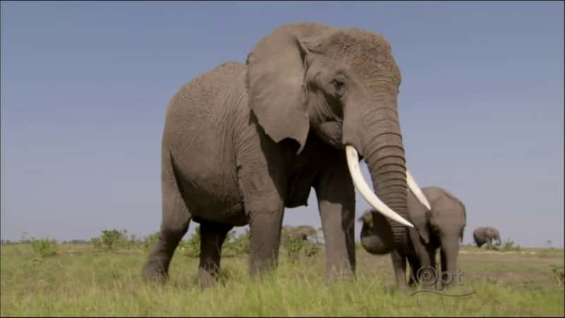 ¼ƬEchoһͷֵüסĴ Echo: An Elephant to Remember720P-Ļ/Ļ