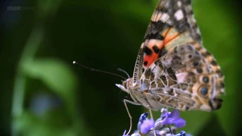 ¼Ƭð The Great Butterfly Adventureȫ1-Ļ/Ļ