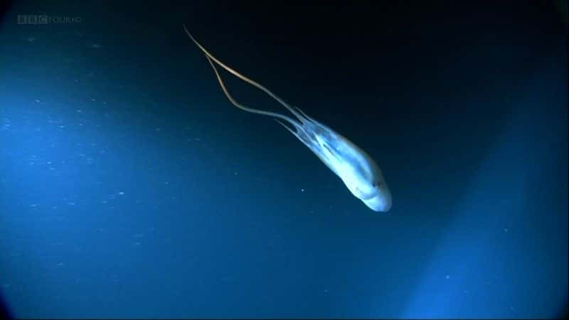 ¼Ƭ㲻ܵ (BBC) Giant Squid: Filming the Impossible (BBC)1080Pȫ1-Ļ/Ļ