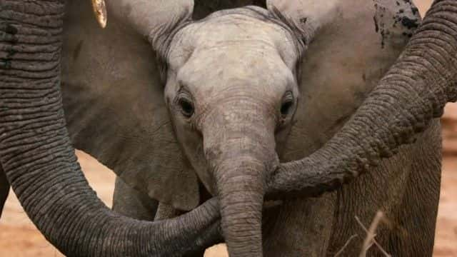 ¼Ƭ (BBC) Elephant Family and Me (BBC)1080Pȫ1-Ļ/Ļ