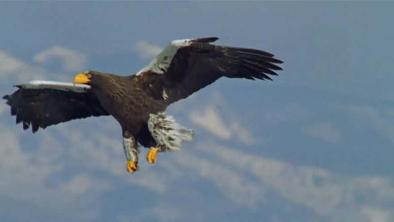 ¼ƬӥŮ Eagle: Queen of the Skies1080P-Ļ/Ļ