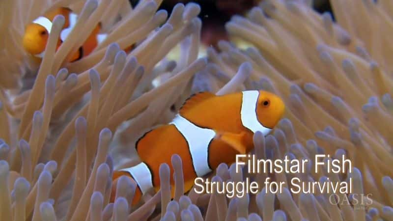 ¼ƬӰ㣺Ϊܶ Filmstar Fish: Struggling for SurvivalĻ/Ļ