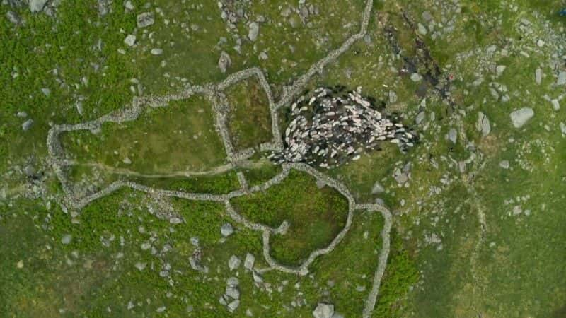 ¼Ƭɽۼ The Great Mountain Sheep GatherĻ/Ļ