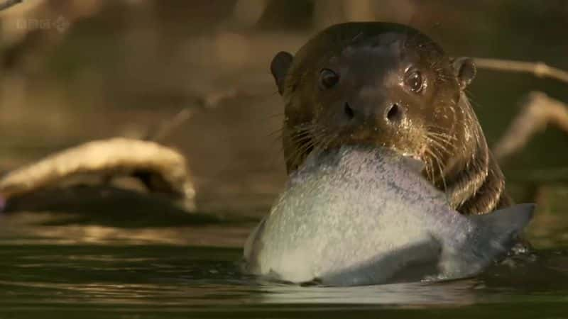 ¼Ƭѷˮ̡ Giant Otters of the Amazonȫ1-Ļ/Ļ