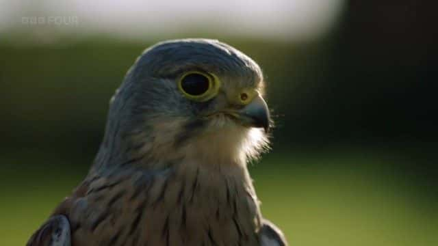 ¼Ƭ׸񡤴ά˹Ѱҿ˹ (BBC) Greg Davies: Looking for Kes (BBC)1080Pȫ1-Ļ/Ļ