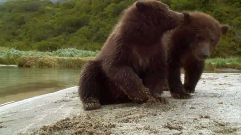 纪录片《大熊监视 Great Bear Stakeout》[无字][BT][1080P]资源下载