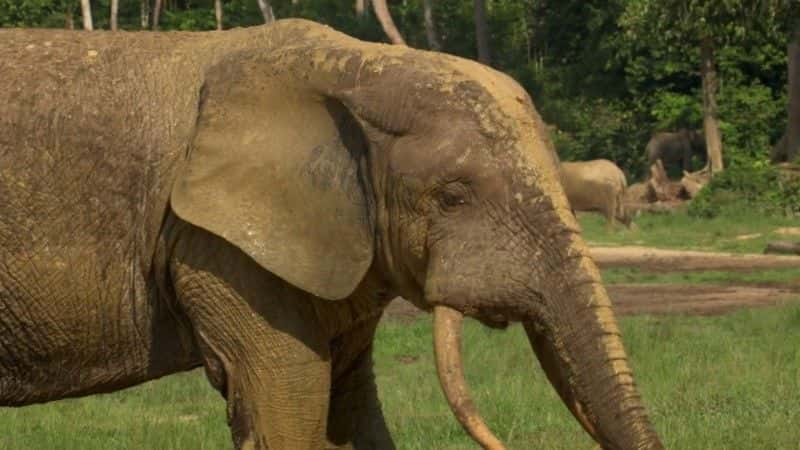 ¼Ƭɭִ󣺴е¡¡BBC Forest Elephants: Rumbles in the Jungle (BBC)1080Pȫ1-Ļ/Ļ