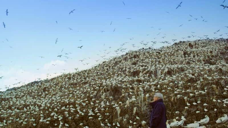 ¼Ƭյķй Flying Monsters with AttenboroughĻ/Ļ