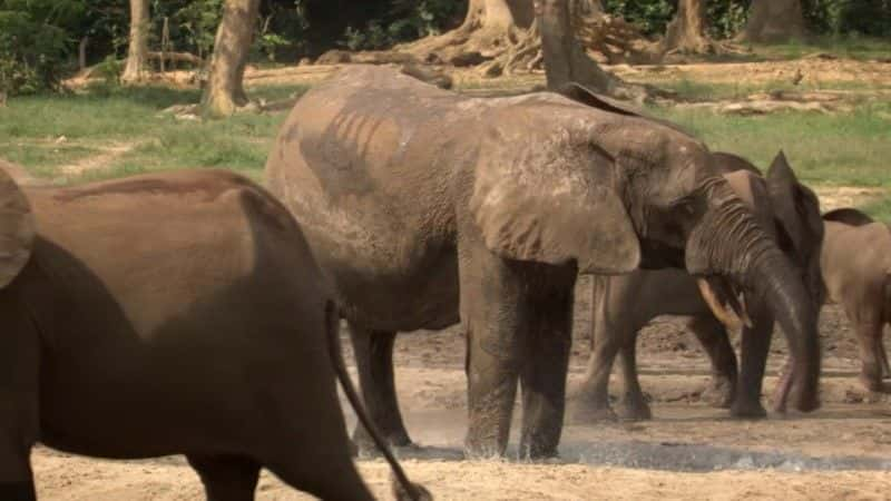 ¼Ƭɭִ󣺴е¡¡BBC Forest Elephants: Rumbles in the Jungle (BBC)1080Pȫ1-Ļ/Ļ