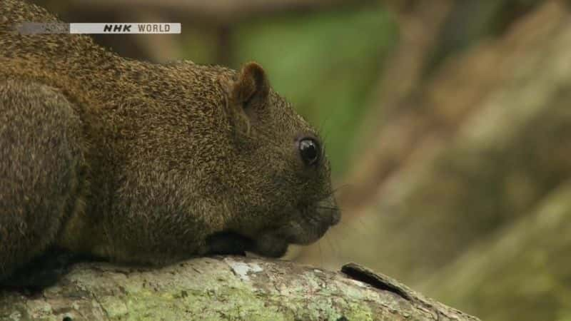 ¼ƬɭֵĻ죺̨ Echoes of the Forest: Taiwanese SquirrelsĻ/Ļ