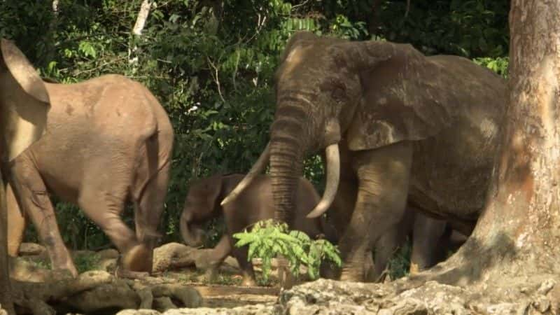 ¼Ƭɭִ󣺴е¡¡BBC Forest Elephants: Rumbles in the Jungle (BBC)1080Pȫ1-Ļ/Ļ