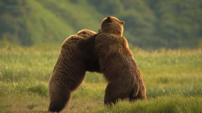 ¼Ƭ˹ӻܶ (BBC 1080p) Grizzlies of Alaska (BBC 1080p)1080Pȫ1-Ļ/Ļ