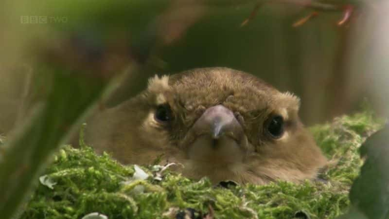 ¼ƬΰӢ - ѧϰ The Great British Year - Learning Zone1080P-Ļ/Ļ