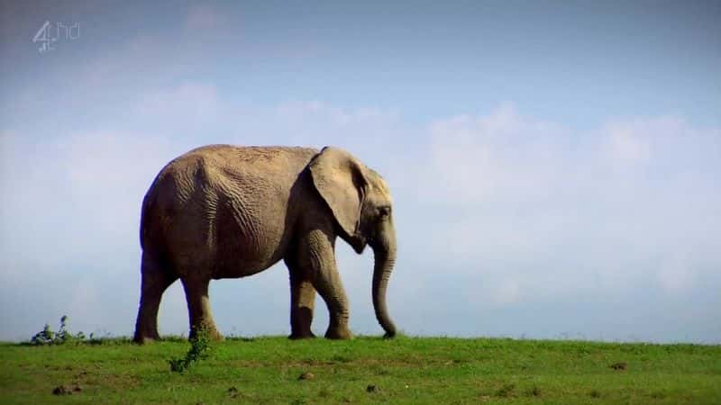 ¼Ƭ () Elephant (Ch4)ȫ1-Ļ/Ļ