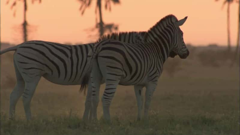 ¼Ƭ Great Zebra ExodusĻ/Ļ