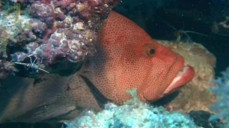 ¼Ƭ󱤽 (NG) Great Barrier Reef (NG)Ļ/Ļ