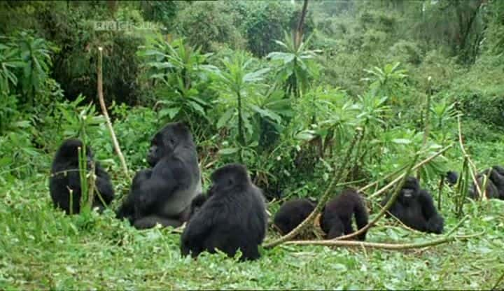 ¼Ƭ´ɣBBC Gorillas Revisited ( BBC )ȫ1-Ļ/Ļ