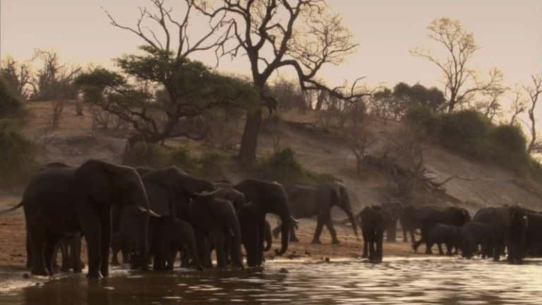 ¼Ƭ޹֯BBC Elephants Without Borders (BBC)1080Pȫ1-Ļ/Ļ