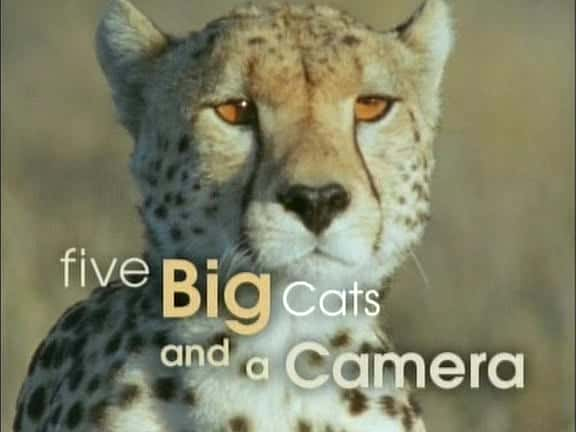 纪录片《五只大猫和一台相机 Five Big Cats and a Camera》[无字][BT][720P][DVD]双画质资源下载