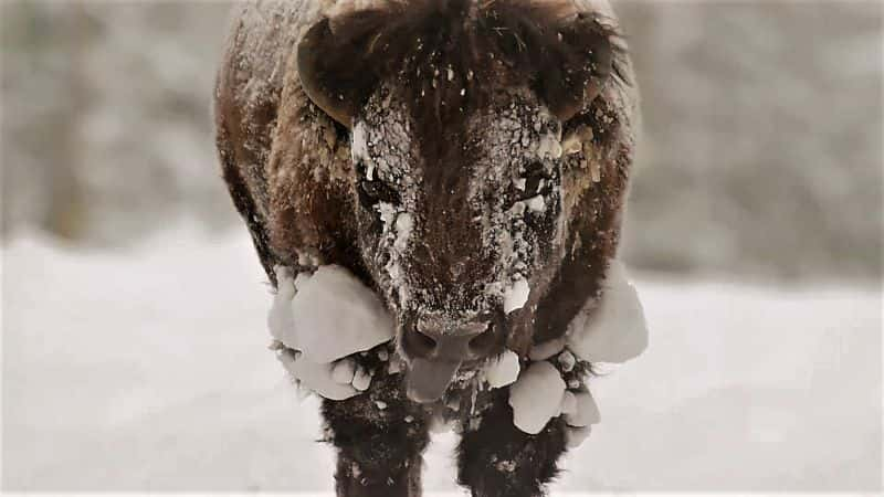 ¼Ƭʷʫʯ԰ϵ 1 Epic Yellowstone: Series 11080P-Ļ/Ļ