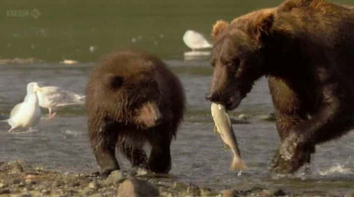 ¼Ƭ˹ӻܶ Grizzlies of Alaskaȫ1-Ļ/Ļ