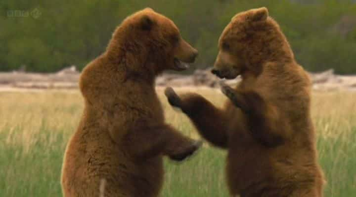 ¼Ƭ˹ӻܶ Grizzlies of Alaskaȫ1-Ļ/Ļ