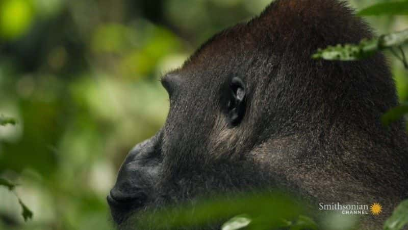 纪录片《加蓬大猩猩 Gorillas of Gabon》[无字][BT][720P]资源下载