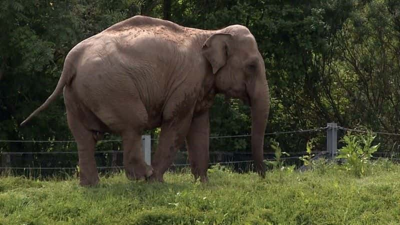 ¼ƬƶеĴ Elephants on the Moveȫ1-Ļ/Ļ