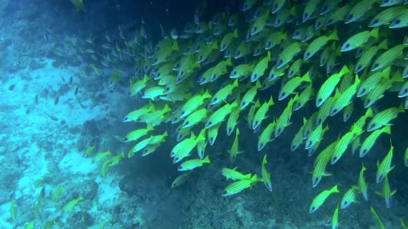 ¼Ƭɺصˮ Fascination Coral Reef: Mysterious Worlds Under WaterĻ/Ļ