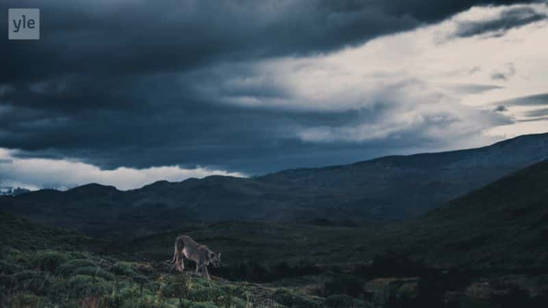 ¼Ƭ̽򣺰 Exploring Earth: PatagoniaĻ/Ļ