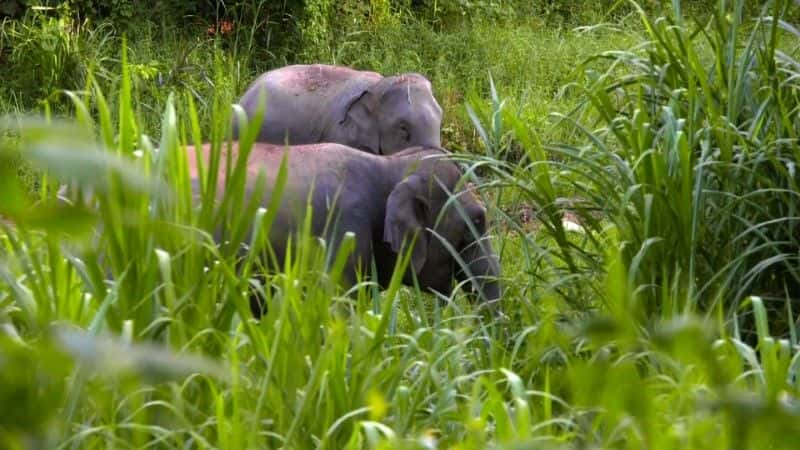 纪录片《大象医院 Elephant Hospital》[无字] [BT][DVD画质][720P]双画质资源下载