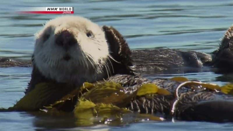 纪录片《海带森林的守护者：海獭 Guardians of the Kelp Forest: Sea Otters》[无字][BT][720P]资源下载