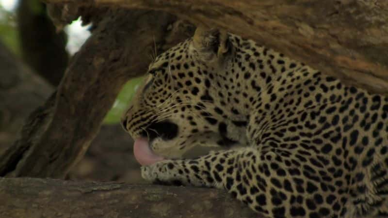 ¼Ƭ˷ Extreme Africa1080P-Ļ/Ļ