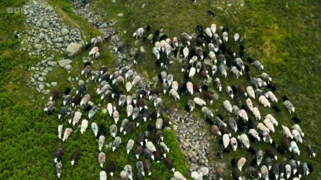 ¼Ƭɽۼ (BBC) The Great Mountain Sheep Gather (BBC)1080Pȫ1-Ļ/Ļ