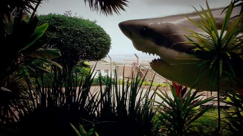 ¼Ƭ () Great White Shark (Ch4)ȫ1-Ļ/Ļ