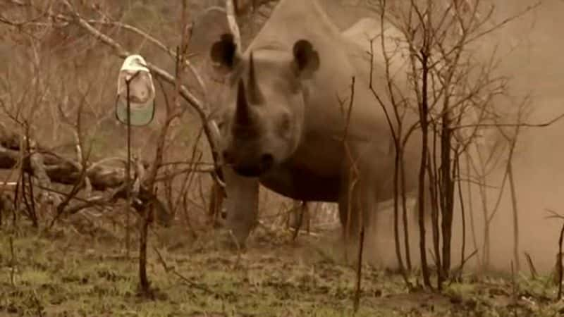 ¼ƬϬţķ Flight of the RhinoĻ/Ļ