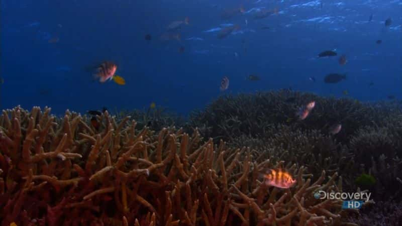 ¼Ƭ󱤽 (DC) Great Barrier Reef (DC)Ļ/Ļ