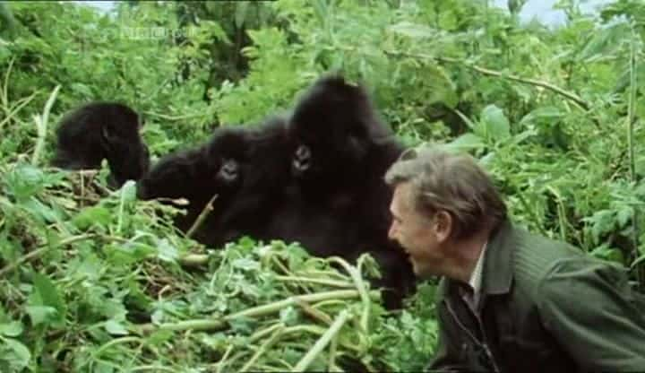 纪录片《重温大猩猩（BBC） Gorillas Revisited ( BBC )》[无字] [BT][DVD画质]资源下载