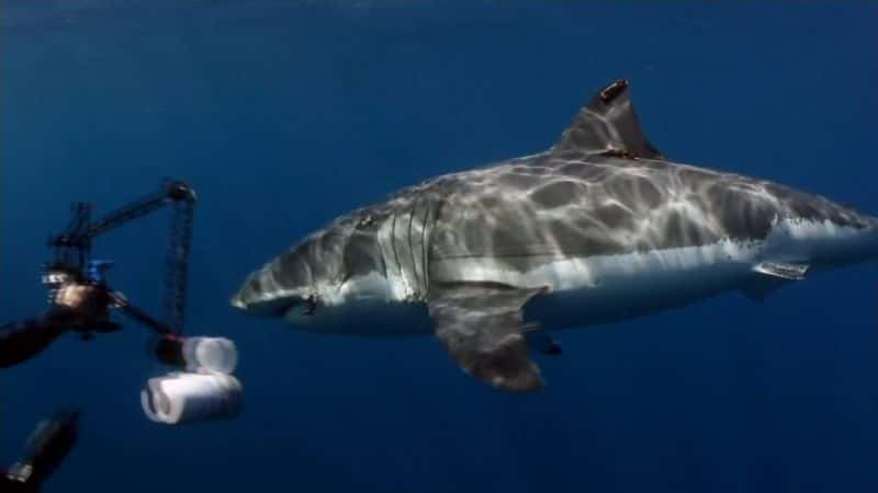 ¼Ƭɫ Great White InvasionĻ/Ļ