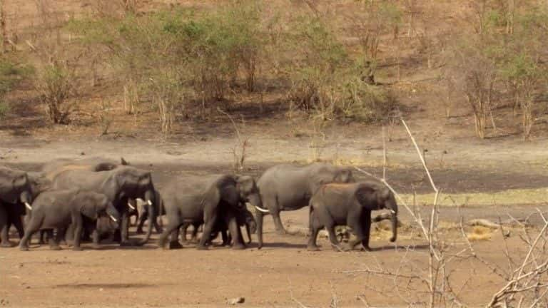 纪录片《大象无国界组织（BBC） Elephants Without Borders (BBC)》[无字][BT][1080P]资源下载