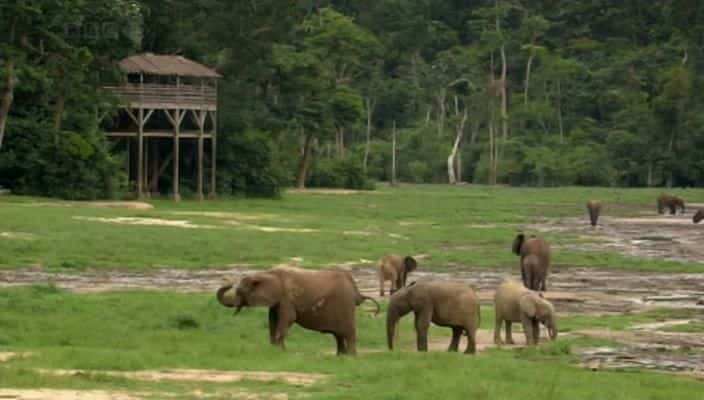 ¼Ƭɭִ󣺴е¡¡ Forest Elephants: Rumbles in the Jungle720Pȫ1-Ļ/Ļ