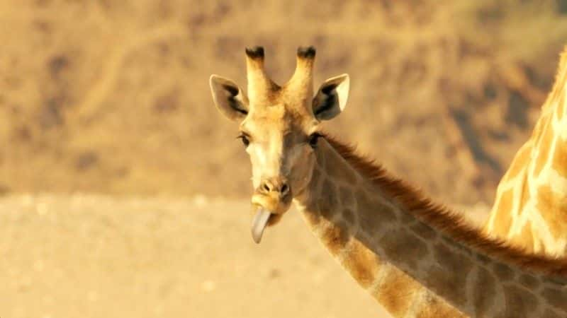 ¼Ƭ¹ľ Giraffes: Africa's Gentle Giantsȫ1-Ļ/Ļ