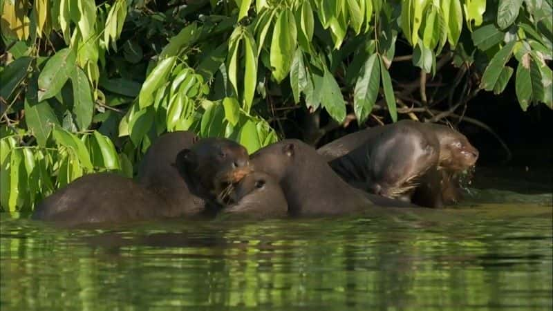 ¼Ƭѷˮ̡ (BBC) Giant Otters of the Amazon (BBC)1080Pȫ1-Ļ/Ļ