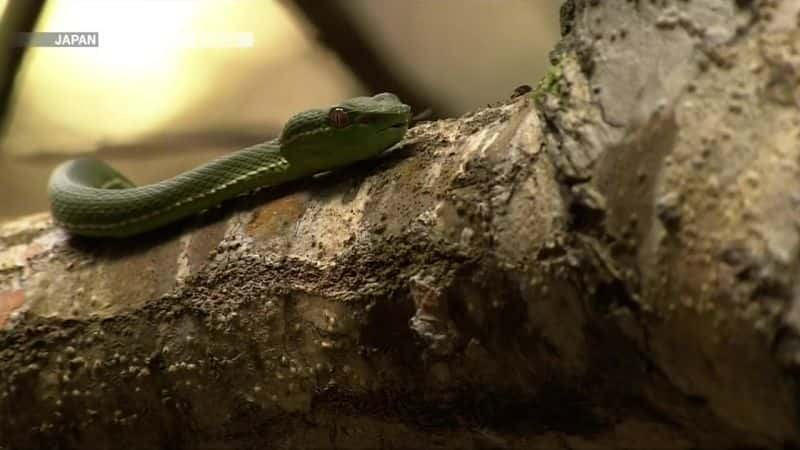 纪录片《森林的回响：台湾松鼠 Echoes of the Forest: Taiwanese Squirrels》[无字][BT][1080P]资源下载