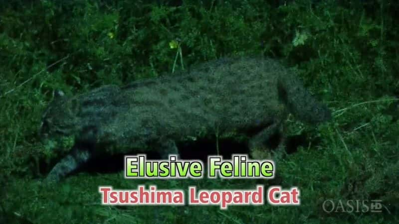 ¼Ƭ׽èƶè Elusive Feline: Tsushima Leopard CatĻ/Ļ