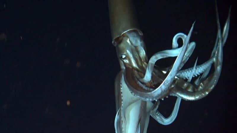 ¼Ƭ㲻ܵ Giant Squid: Filming the Impossibleȫ1-Ļ/Ļ