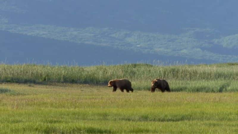 纪录片《大熊监视 Great Bear Stakeout》[无字][BT][1080P]资源下载