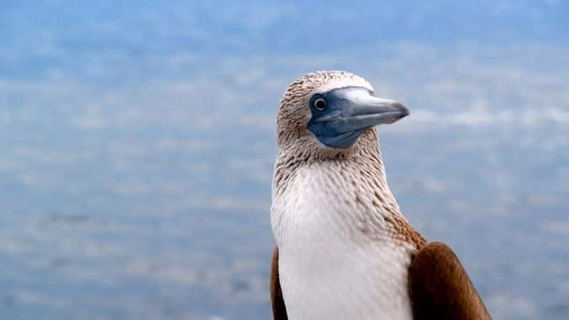 ¼Ƭ˹ȡ Galapagos With Liz Bonninȫ3-Ļ/Ļ